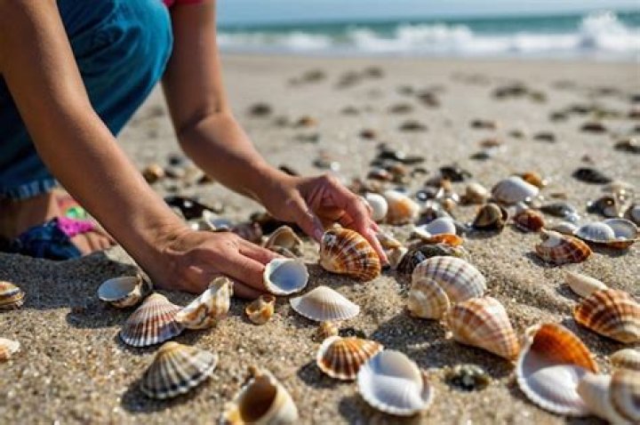 Understanding The Legalities Of Collecting Seashells In Hawaii