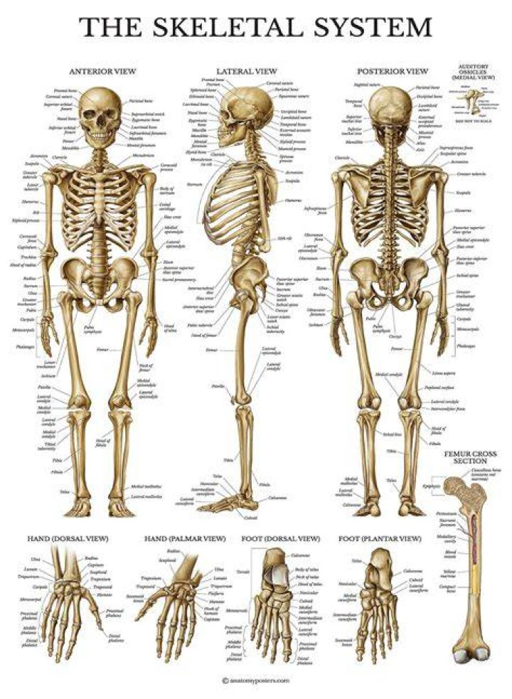 What is the skeleton called in Coco?